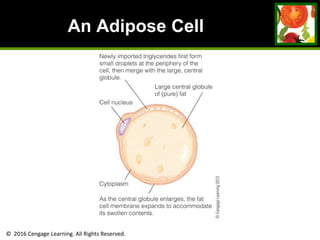 © 2016 Cengage Learning. All Rights Reserved.
An Adipose Cell
 