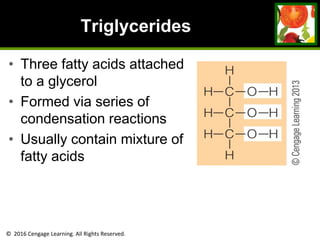 © 2016 Cengage Learning. All Rights Reserved.
Triglycerides
• Three fatty acids attached
to a glycerol
• Formed via series of
condensation reactions
• Usually contain mixture of
fatty acids
 