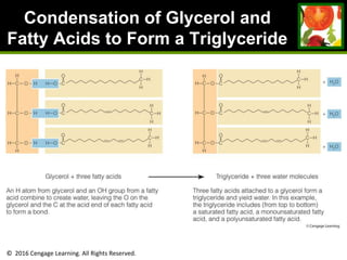 © 2016 Cengage Learning. All Rights Reserved.
Condensation of Glycerol and
Fatty Acids to Form a Triglyceride
 