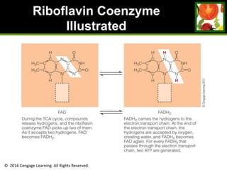 © 2016 Cengage Learning. All Rights Reserved.
Riboflavin Coenzyme
Illustrated
 