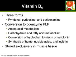 © 2016 Cengage Learning. All Rights Reserved.
Vitamin B6
• Three forms
• Pyridoxal, pyridoxine, and pyridoxamine
• Conversion to coenzyme PLP
• Amino acid metabolism
• Carbohydrate and fatty acid metabolism
• Conversion of tryptophan to niacin or serotonin
• Synthesis of heme, nucleic acids, and lecithin
• Stored exclusively in muscle tissue
 