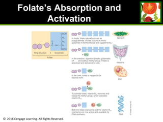 © 2016 Cengage Learning. All Rights Reserved.
Folate’s Absorption and
Activation
 