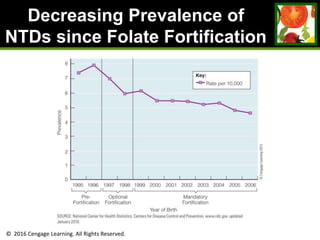 © 2016 Cengage Learning. All Rights Reserved.
Decreasing Prevalence of
NTDs since Folate Fortification
 