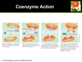 © 2016 Cengage Learning. All Rights Reserved.
Coenzyme Action
 