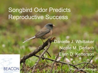 Songbird Odor Predicts
Reproductive Success
Danielle J. Whittaker
Nicole M. Gerlach
Ellen D. Ketterson
BEACONAn NSF Center for the Study of
Evolution in Action
Photo by Marine Drouilly
 