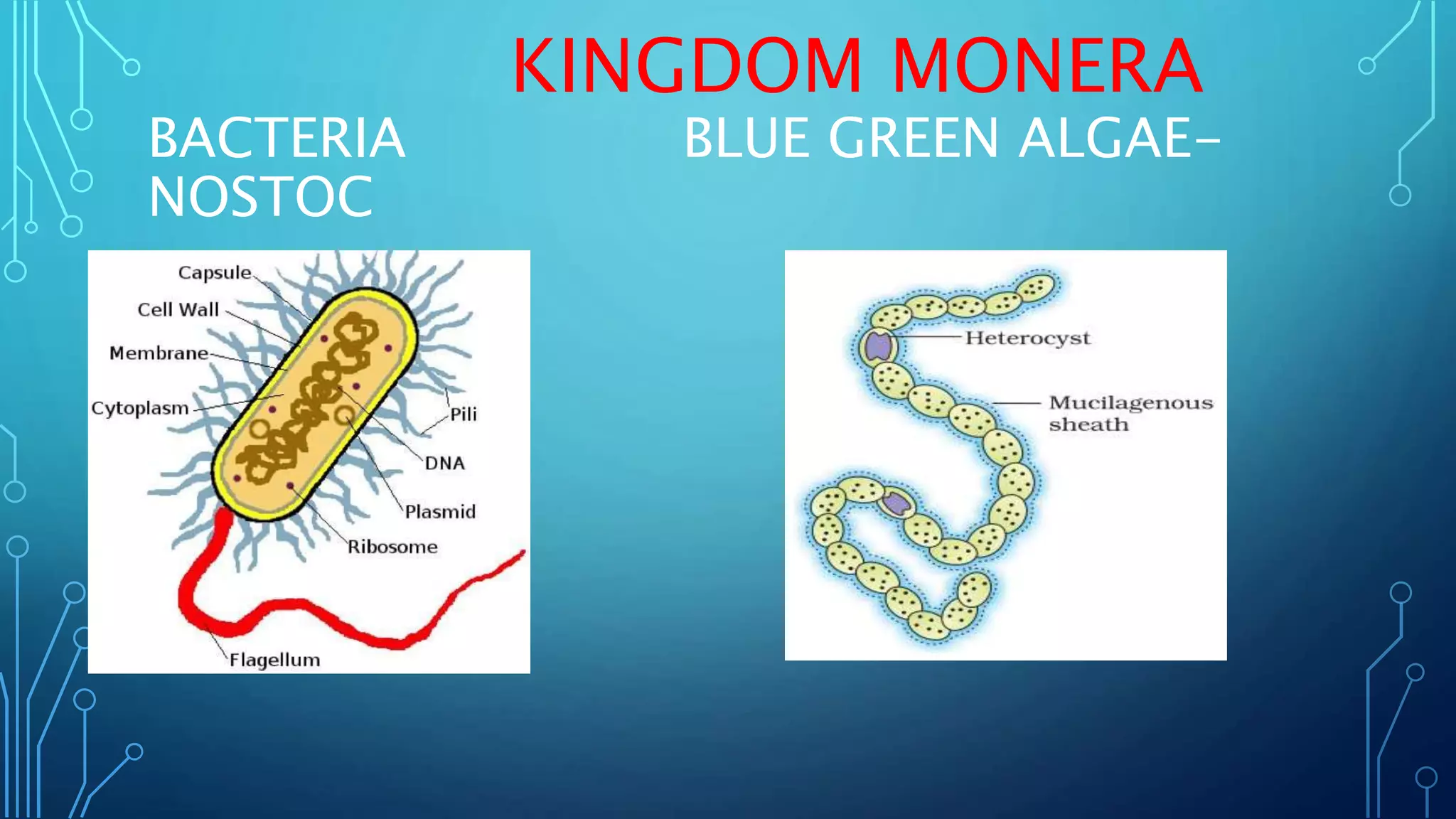 Whittakers 5 kingdom classification.pptx