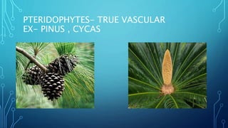 Pinus Cycas Whittakers 5 kingdom classification.pptx