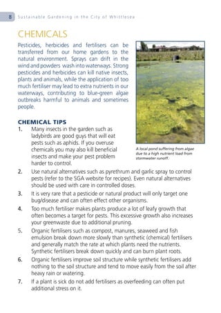 8   Sustainable Gardening in the City of Whittlesea



    CHEMICALS
    Pesticides, herbicides and fertilisers can be
    transferred from our home gardens to the
    natural environment. Sprays can drift in the
    wind and powders wash into waterways. Strong
    pesticides and herbicides can kill native insects,
    plants and animals, while the application of too
    much fertiliser may lead to extra nutrients in our
    waterways, contributing to blue-green algae
    outbreaks harmful to animals and sometimes
    people.

    CHEMICAL TIPS
    1. Many insects in the garden such as
       ladybirds are good guys that will eat
       pests such as aphids. If you overuse
       chemicals you may also kill beneficial            A local pond suffering from algae
                                                         due to a high nutrient load from
       insects and make your pest problem                stormwater runoff.
       harder to control.
    2. Use natural alternatives such as pyrethrum and garlic spray to control
       pests (refer to the SGA website for recipes). Even natural alternatives
       should be used with care in controlled doses.
    3. It is very rare that a pesticide or natural product will only target one
       bug/disease and can often effect other organisms.
    4. Too much fertiliser makes plants produce a lot of leafy growth that
       often becomes a target for pests. This excessive growth also increases
       your greenwaste due to additional pruning.
    5. Organic fertilisers such as compost, manures, seaweed and fish
       emulsion break down more slowly than synthetic (chemical) fertilisers
       and generally match the rate at which plants need the nutrients.
       Synthetic fertilisers break down quickly and can burn plant roots.
    6. Organic fertilisers improve soil structure while synthetic fertilisers add
       nothing to the soil structure and tend to move easily from the soil after
       heavy rain or watering.
    7. If a plant is sick do not add fertilisers as overfeeding can often put
       additional stress on it.
 