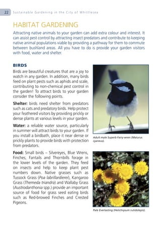 22   Sustainable Gardening in the City of Whittlesea



     HABITAT GARDENING
     Attracting native animals to your garden can add extra colour and interest. It
     can assist pest control by attracting insect predators and contribute to keeping
     native animal populations viable by providing a pathway for them to commute
     between bushland areas. All you have to do is provide your garden visitors
     with food, water and shelter.

     BIRDS
     Birds are beautiful creatures that are a joy to
     watch in any garden. In addition, many birds
     feed on plant pests such as aphids and scale,
     contributing to non-chemical pest control in
     the garden! To attract birds to your garden
     consider the following points.
     Shelter: birds need shelter from predators
     such as cats and predatory birds. Help protect
     your feathered visitors by providing prickly or
     dense plants at various levels in your garden.
     Water: a reliable water source, particularly
     in summer will attract birds to your garden. If
     you install a birdbath, place it near dense or    Adult male Superb Fairy-wren (Malurus
     prickly plants to provide birds with protection   cyaneus).
     from predators.
     Food: Small birds – Silvereyes, Blue Wrens,
     Finches, Fantails and Thornbills forage in
     the lower levels of the garden. They feed
     on insects and help to keep plant pest
     numbers down. Native grasses such as
     Tussock Grass (Poa labrillardierei), Kangaroo
     Grass (Themeda triandra) and Wallaby Grass
     (Austrodanthonia spp.) provide an important
     source of food for grass seed eating birds
     such as Red-browed Finches and Crested
     Pigeons.
                                                       Pale Everlasting (Helichrysum rutidolepis).
 