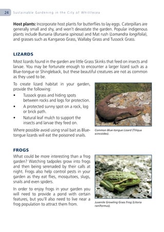 24   Sustainable Gardening in the City of Whittlesea


     Host plants: Incorporate host plants for butterflies to lay eggs. Caterpillars are
     generally small and shy, and won’t devastate the garden. Popular indigenous
     plants include Bursaria (Bursaria spinosa) and Mat rush (Lomandra longifolia),
     and grasses such as Kangaroo Grass, Wallaby Grass and Tussock Grass.


     LIZARDS
     Most lizards found in the garden are little Grass Skinks that feed on insects and
     larvae. You may be fortunate enough to encounter a larger lizard such as a
     Blue-tongue or Shingleback, but these beautiful creatures are not as common
     as they used to be.
     To create lizard habitat in your garden,
     provide the following:
     •     Tussock grass and hiding spots
           between rocks and logs for protection.
     •     A protected sunny spot on a rock, log
           or brick path.
     •     Natural leaf mulch to support the
           insects and larvae they feed on.
     Where possible avoid using snail bait as Blue-   Common Blue-tongue Lizard (Tiliqua
                                                      scincoides).
     tongue lizards will eat the poisoned snails.


     FROGS
     What could be more interesting than a frog
     garden? Watching tadpoles grow into frogs
     and then being serenaded by their calls at
     night. Frogs also help control pests in your
     garden as they eat flies, mosquitoes, slugs,
     snails and even spiders.
     In order to enjoy frogs in your garden you
     will need to provide a pond with certain
     features, but you’ll also need to live near a
                                                      Juvenile Growling Grass Frog (Litoria
     frog population to attract them from.            raniformus).
 