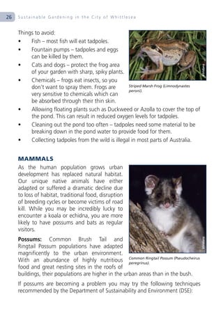 26   Sustainable Gardening in the City of Whittlesea


     Things to avoid:
     •    Fish – most fish will eat tadpoles.
     •    Fountain pumps – tadpoles and eggs
          can be killed by them.
     •    Cats and dogs – protect the frog area




                                                                                         Viridans
          of your garden with sharp, spiky plants.
     •    Chemicals – frogs eat insects, so you
          don’t want to spray them. Frogs are        Striped Marsh Frog (Limnodynastes
                                                     peroni).
          very sensitive to chemicals which can
          be absorbed through their thin skin.
     •    Allowing floating plants such as Duckweed or Azolla to cover the top of
          the pond. This can result in reduced oxygen levels for tadpoles.
     •    Cleaning out the pond too often – tadpoles need some material to be
          breaking down in the pond water to provide food for them.
     •    Collecting tadpoles from the wild is illegal in most parts of Australia.


     MAMMALS
     As the human population grows urban
     development has replaced natural habitat.
     Our unique native animals have either
     adapted or suffered a dramatic decline due
     to loss of habitat, traditional food, disruption
     of breeding cycles or become victims of road
     kill. While you may be incredibly lucky to
     encounter a koala or echidna, you are more
     likely to have possums and bats as regular
     visitors.
     Possums: Common Brush Tail and
                                                                                         Viridans




     Ringtail Possum populations have adapted
     magnificently to the urban environment.
     With an abundance of highly nutritious Common Ringtail Possum (Pseudocheirus
                                                      peregrinus).
     food and great nesting sites in the roofs of
     buildings, their populations are higher in the urban areas than in the bush.
     If possums are becoming a problem you may try the following techniques
     recommended by the Department of Sustainability and Environment (DSE):
 