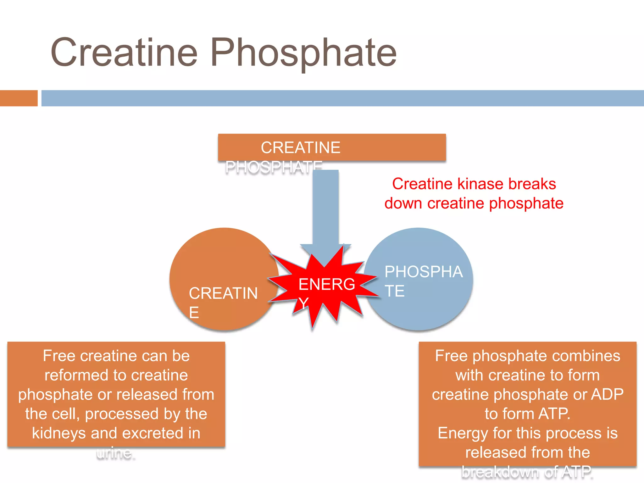 Creatine Phosphate

                                 CREATINE
                              PHOSPHATE
                                             Creatine kinase breaks
                                            down creatine phosphate



                                            PHOSPHA
                                    ENERG   TE
                       CREATIN
                                    Y
                       E

    Free creatine can be                          Free phosphate combines
    reformed to creatine                             with creatine to form
phosphate or released from                        creatine phosphate or ADP
 the cell, processed by the                               to form ATP.
  kidneys and excreted in                          Energy for this process is
            urine.                                    released from the
                                                      breakdown of ATP.
 