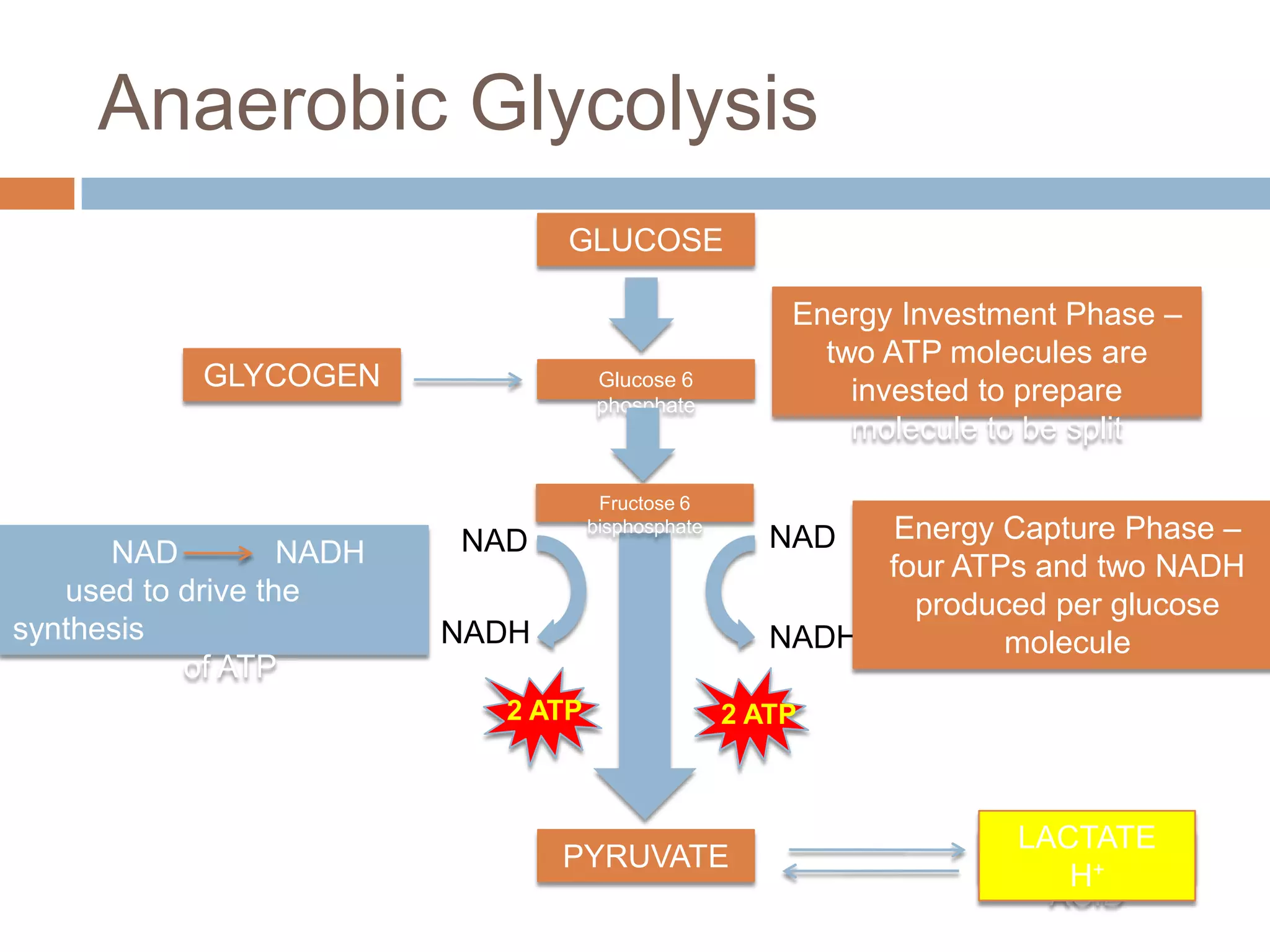 Anaerobic Glycolysis
                                 GLUCOSE

                                                       Energy Investment Phase –
                                                         two ATP molecules are
            GLYCOGEN                Glucose 6
                                                           invested to prepare
                                    phosphate
                                                           molecule to be split

                                     Fructose 6

                          NAD
                                    bisphosphate
                                                      NAD  Energy Capture Phase –
      NAD          NADH                                    four ATPs and two NADH
   used to drive the                                         produced per glucose
synthesis                 NADH                        NADH         molecule
           of ATP
                            2 ATP                  2 ATP



                                                                     LACTATE
                                 PYRUVATE                             LACTIC
                                                                        H+
                                                                       ACID
 