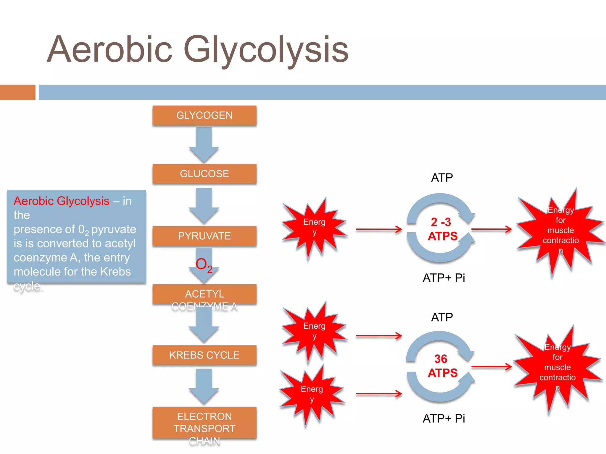 Aerobic Glycolysis
                             GLYCOGEN




                             GLUCOSE               ATP
Aerobic Glycolysis – in
                                                             Energy
the                                                            for
                                          Energ   2 -3
presence of 02 pyruvate                     y                muscle
                             PYRUVATE             ATPS      contractio
is is converted to acetyl
                                                                n
coenzyme A, the entry
molecule for the Krebs
                                O2
                                                  ATP+ Pi
cycle.
                              ACETYL
                            COENZYME A
                                                   ATP
                                          Energ
                                            y
                                                             Energy
                            KREBS CYCLE            36          for
                                                             muscle
                                                  ATPS      contractio
                                          Energ                 n
                                            y

                             ELECTRON             ATP+ Pi
                            TRANSPORT
                               CHAIN
 