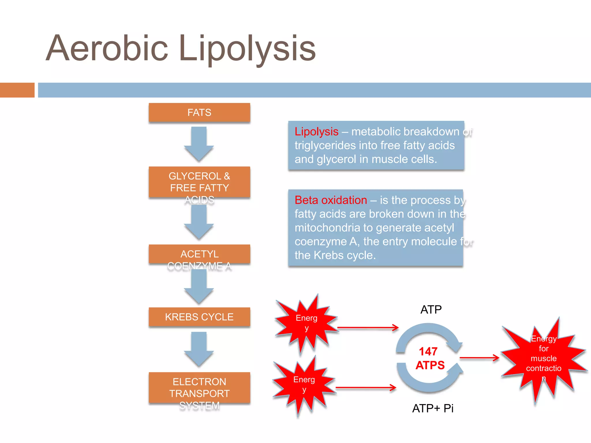 Aerobic Lipolysis
          FATS
                     Lipolysis – metabolic breakdown of
                     triglycerides into free fatty acids
                     and glycerol in muscle cells.
       GLYCEROL &
       FREE FATTY
          ACIDS      Beta oxidation – is the process by
                     fatty acids are broken down in the
                     mitochondria to generate acetyl
                     coenzyme A, the entry molecule for
         ACETYL      the Krebs cycle.
       COENZYME A



                                             ATP
       KREBS CYCLE   Energ
                       y
                                                            Energy
                                                              for
                                            147             muscle
                                            ATPS           contractio
                     Energ                                     n
        ELECTRON
                       y
       TRANSPORT
         SYSTEM                             ATP+ Pi
 