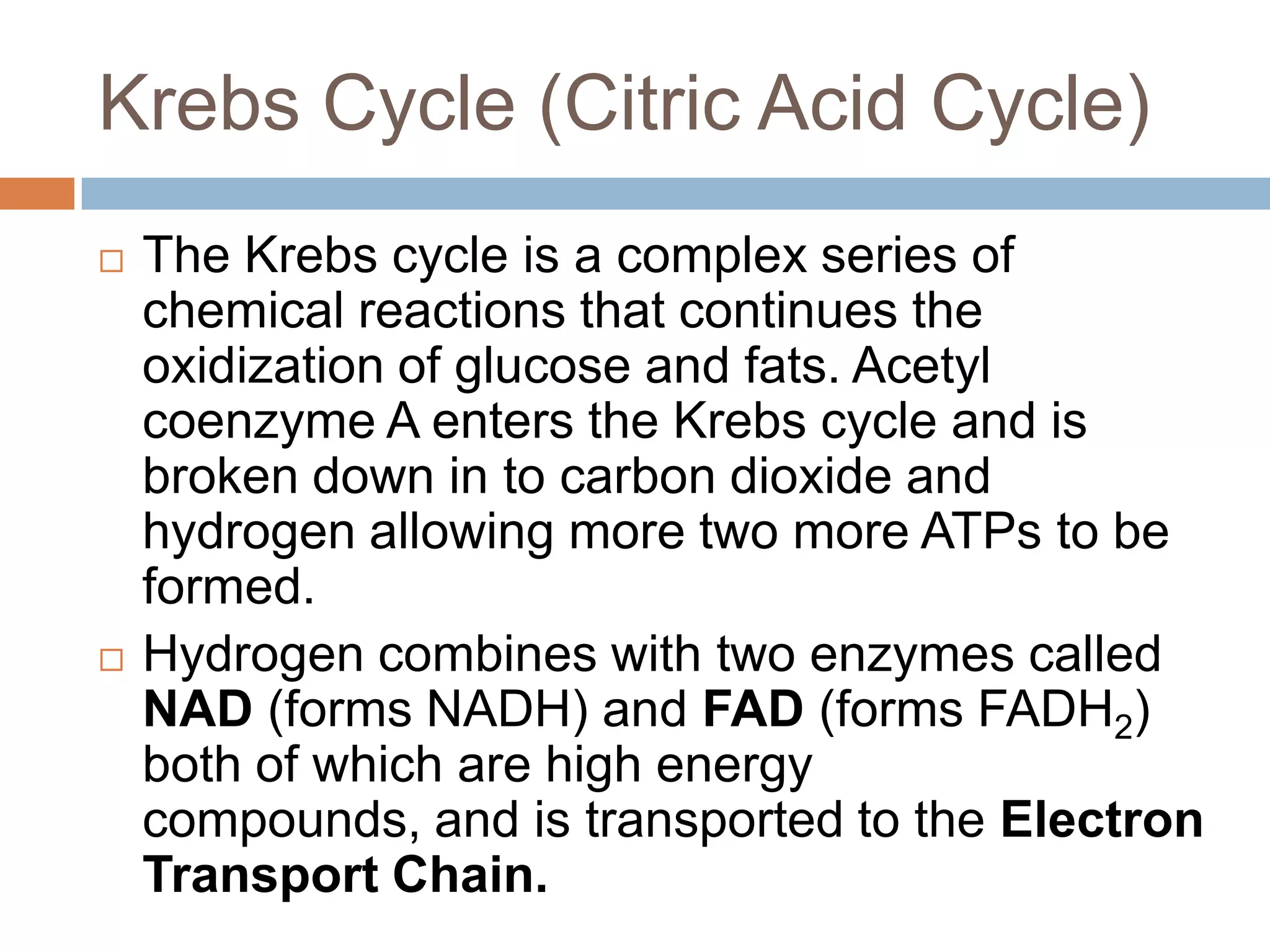 Krebs Cycle (Citric Acid Cycle)
   The Krebs cycle is a complex series of
    chemical reactions that continues the
    oxidization of glucose and fats. Acetyl
    coenzyme A enters the Krebs cycle and is
    broken down in to carbon dioxide and
    hydrogen allowing more two more ATPs to be
    formed.
   Hydrogen combines with two enzymes called
    NAD (forms NADH) and FAD (forms FADH2)
    both of which are high energy
    compounds, and is transported to the Electron
    Transport Chain.
 