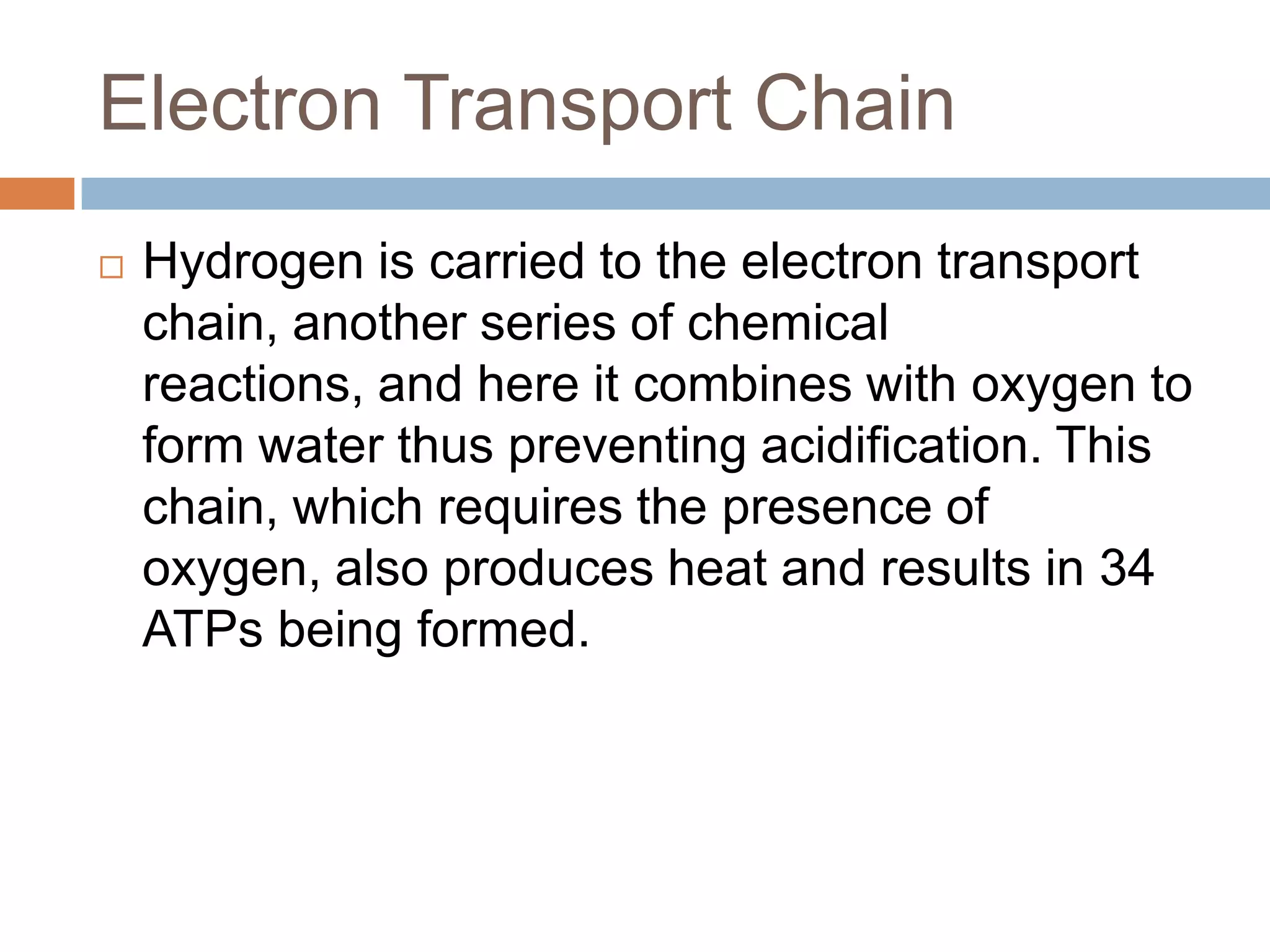 Electron Transport Chain
   Hydrogen is carried to the electron transport
    chain, another series of chemical
    reactions, and here it combines with oxygen to
    form water thus preventing acidification. This
    chain, which requires the presence of
    oxygen, also produces heat and results in 34
    ATPs being formed.
 