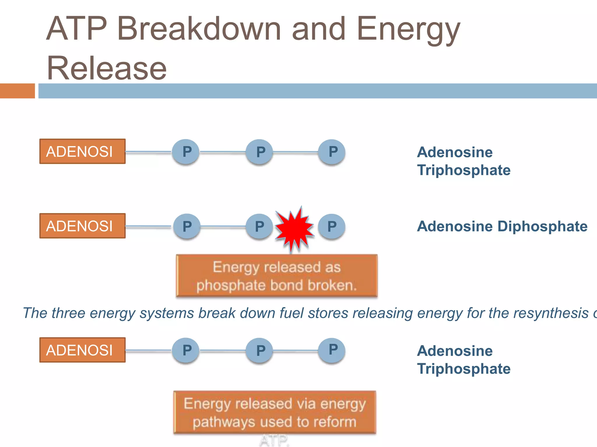 ATP Breakdown and Energy
   Release

   ADENOSI             P          P          P            Adenosine
   NE                                                     Triphosphate


   ADENOSI             P          P          P            Adenosine Diphosphate
   NE



The three energy systems break down fuel stores releasing energy for the resynthesis o

   ADENOSI             P          P          P            Adenosine
   NE                                                     Triphosphate
 