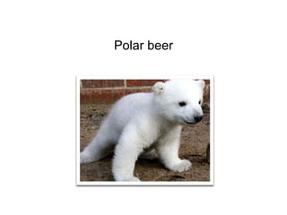 Polar beer 