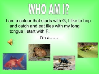 I am a colour that starts with G, I like to hop and catch and eat flies with my long tongue I start with F. I'm a…… WHO AM I? 