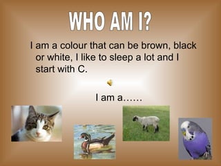 I am a colour that can be brown, black or white, I like to sleep a lot and I start with C. I am a…… WHO AM I? 
