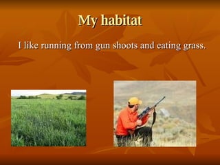 My habitat I like running from gun shoots and eating grass. 