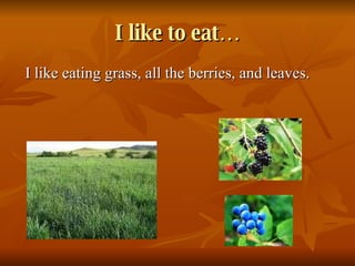 I like to eat… I like eating grass, all the berries, and leaves.  