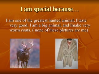 I am special because… I am one of the greatest hunted animal, I taste very good, I am a big animal, and Imake very worm coats. ( none of these pictures are me) 