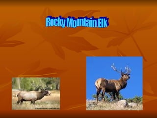 Rocky Mountain Elk 