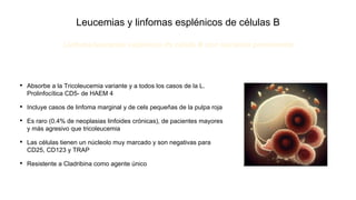 Leucemias y linfomas esplénicos de células B
• Absorbe a la Tricoleucemia variante y a todos los casos de la L.
Prolinfocítica CD5- de HAEM 4
• Incluye casos de linfoma marginal y de cels pequeñas de la pulpa roja
• Es raro (0.4% de neoplasias linfoides crónicas), de pacientes mayores
y más agresivo que tricoleucemia
• Las células tienen un núcleolo muy marcado y son negativas para
CD25, CD123 y TRAP
• Resistente a Cladribina como agente único
Linfoma/leucemia esplénico de célula B con núcleolo prominente
 