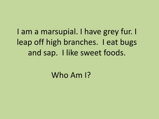 I am a marsupial. I have grey fur. I
leap off high branches. I eat bugs
and sap. I like sweet foods.
Who Am I?

 