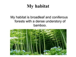 My habitat My habitat is broadleaf and coniferous forests with a dense understory of bamboo. 