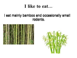 I like to eat… I eat mainly bamboo and occasionally small rodents. I eat mainly bamboo and occasionally small rodents. I eat mainly bamboo and occasionally small rodents. I eat mainly bamboo and occasionally small rodents. 