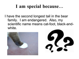I am special because… I have the second longest tail in the bear family.  I am endangered.  Also, my scientific name means cat-foot, black-and-white. 