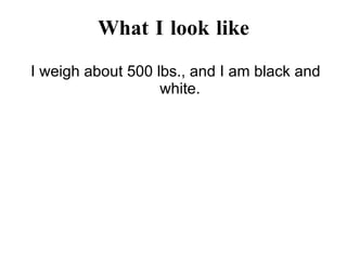 What I look like I weigh about 500 lbs., and I am black and white. 