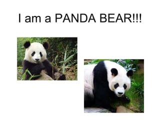 I am a PANDA BEAR!!! 