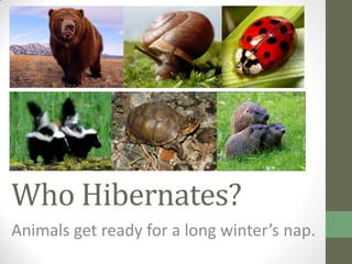 Who Hibernates?
Animals get ready for a long winter’s nap.
 