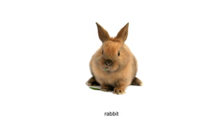 rabbit

 