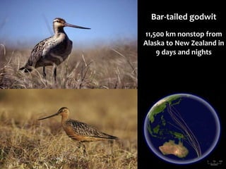 Bar-tailed godwit
11,500 km nonstop from
Alaska to New Zealand in
9 days and nights
 