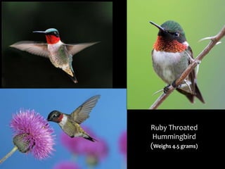 Ruby Throated
Hummingbird
(Weighs 4.5 grams)
 