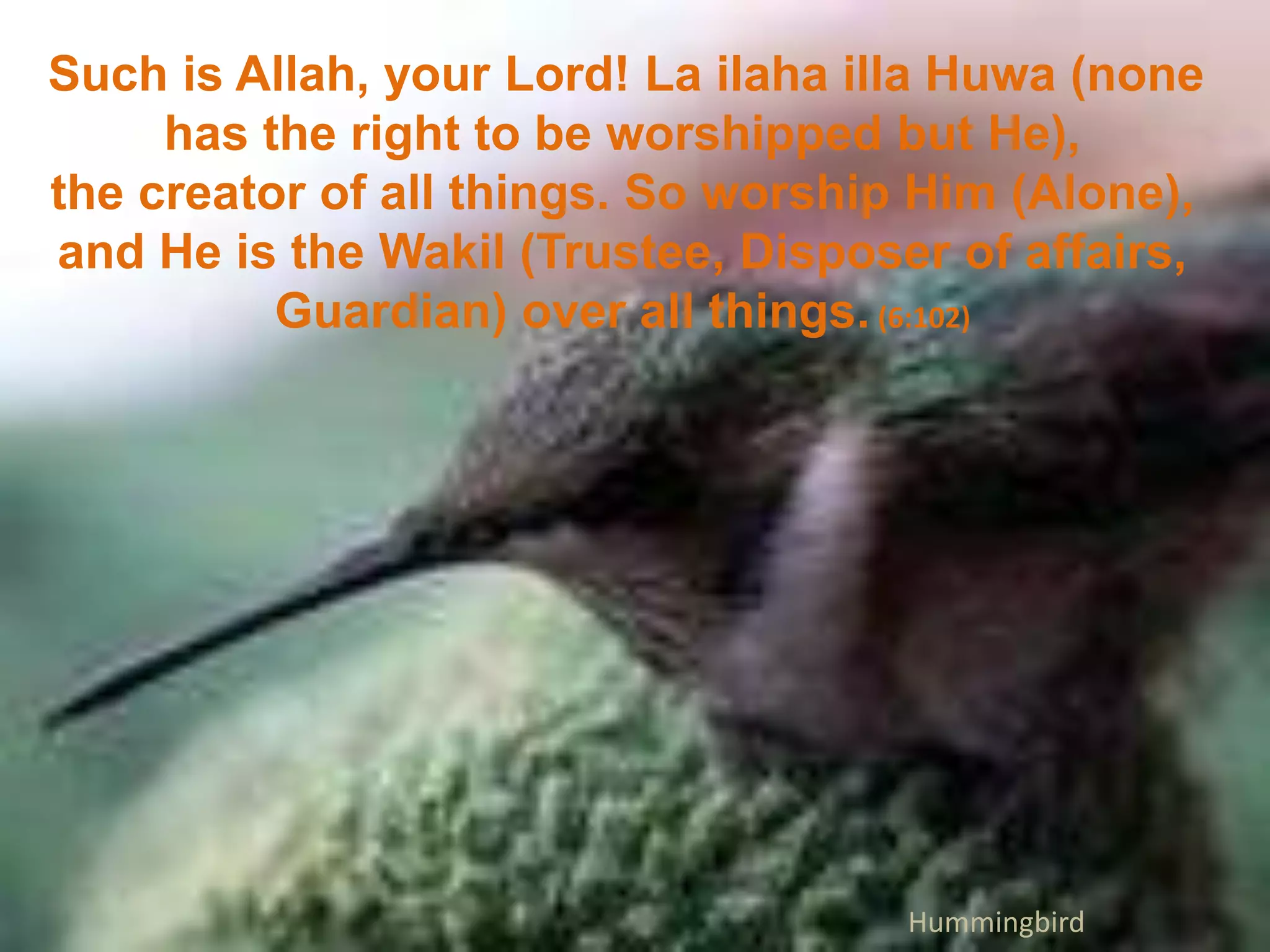  Such is Allah, your Lord! La ilahaillaHuwa (none has the right to be worshipped but He), the creator of all things. So worship Him (Alone), and He is the Wakil (Trustee, Disposer of affairs, Guardian) over all things. (6:102)Hummingbird
