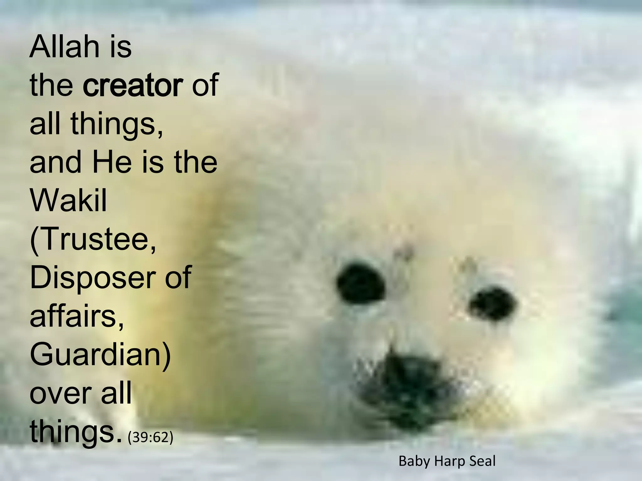 Allah is the creator of all things, and He is the Wakil (Trustee, Disposer of affairs, Guardian) over all things. (39:62)Baby Harp Seal