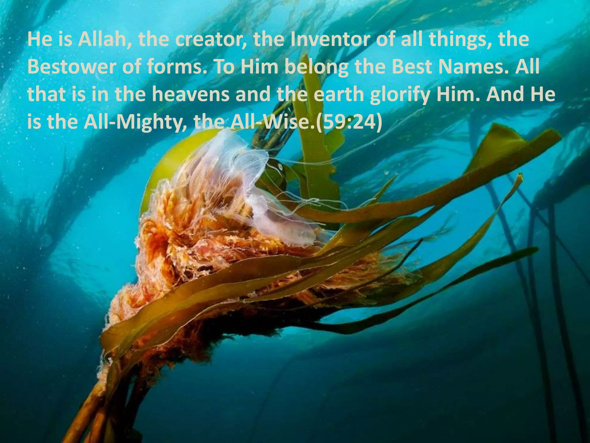 He is Allah, the creator, the Inventor of all things, the Bestower of forms. To Him belong the Best Names. All that is in the heavens and the earth glorify Him. And He is the All-Mighty, the All-Wise.(59:24)