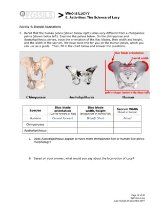 > WHO IS LUCY?
E. Activities: The Science of Lucy
Page 16 of 26
©eFOSSILS.org
Last revised 21 December 2011
Activity 4: Bipedal Adaptations
1. Recall that the human pelvis (shown below right) looks very different from a chimpanzee
pelvis (shown below left). Examine the pelves below. On the chimpanzee and
Australopithecus pelves, trace the orientation of the iliac blades, their width and height,
and the width of the sacrum. We have done this for you on the human pelvis, which you
can use as a guide. Then, fill in the chart below and answer the questions.
Species
Iliac blade
orientation
(Curved forward or Flat)
Iliac blade
width/height
(Broad/Short or Narrow/Tall)
Sacrum Width
(Broad or Narrow)
Humans Curved forward Broad/ Short Broad
Chimpanzees
Australopithecus
a. Does Australopithecus appear to have more chimpanzee-like or human-like pelvic
morphology?
b. Based on your answer, what would you say about the locomotion of Lucy?
 
