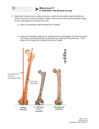 > WHO IS LUCY?
E. Activities: The Science of Lucy
Page 17 of 26
©eFOSSILS.org
Last revised 21 December 2011
2. Recall that humans have a valgus knee as a result of a bicondylar angle that tilts the
shaft of the femur toward the body’s midline. We’ve drawn the human bicondylar angle
on the image below to illustrate this point.
a. Why is a bicondylar angle important for a biped?
b. Draw the bicondylar angles for A. afarensis and a chimpanzee. To draw the angle,
first draw a line perpendicular to the blue line, starting at the green dot. Then,
draw a line through the middle of the femur’s shaft.
Line perpendicular
to blue line
(infracondylar plane)
Line through
shaft of femur
 