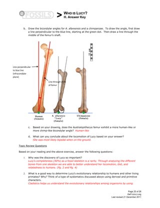 > WHO IS LUCY?
H. Answer Key
Page 25 of 26
©eFOSSILS.org
Last revised 21 December 2011
b. Draw the bicondylar angles for A. afaresnsis and a chimpanzee. To draw the angle, first draw
a line perpendicular to the blue line, starting at the green dot. Then draw a line through the
middle of the femur’s shaft.
c. Based on your drawing, does the Australopithecus femur exhibit a more human-like or
more chimp-like bicondylar angle? Human-like
d. What can you conclude about the locomotion of Lucy based on your answer?
She was most likely bipedal when on the ground.
Topic Review Questions
Based on your reading and the above exercise, answer the following questions:
1. Why was the discovery of Lucy so important?
Lucy’s completeness (40%) as a fossil skeleton is a rarity. Through analyzing the different
bones from one skeleton we are able to better understand her locomotion, diet, and
relatedness to humans. (Pg. 2 and Pg. 4)
2. What is a good way to determine Lucy’s evolutionary relationship to humans and other living
primates? Why? Think of a type of systematics discussed above using derived and primitive
characters.
Cladistics helps us understand the evolutionary relationships among organisms by using
Line perpendicular
to blue line
(infracondylar
plane)
Line through shaft
of femur
 