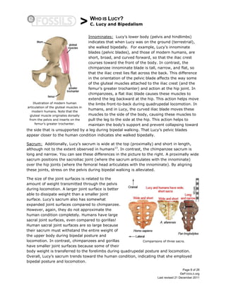 > WHO IS LUCY?
C. Lucy and Bipedalism
Page 8 of 26
©eFOSSILS.org
Last revised 21 December 2011
Innominates: Lucy’s lower body (pelvis and hindlimbs)
indicates that when Lucy was on the ground (terrestrial),
she walked bipedally. For example, Lucy’s innominate
blades (pelvic blades), and those of modern humans, are
short, broad, and curved forward, so that the iliac crest
courses toward the front of the body. In contrast, the
chimpanzee innominate blade is tall, narrow, and flat, so
that the iliac crest lies flat across the back. This difference
in the orientation of the pelvic blade affects the way some
of the gluteal muscles attached to the iliac crest (and the
femur’s greater trochanter) and action at the hip joint. In
chimpanzees, a flat iliac blade causes these muscles to
extend the leg backward at the hip. This action helps move
the limbs front-to-back during quadrupedal locomotion. In
humans, and in Lucy, the curved iliac blade moves these
muscles to the side of the body, causing these muscles to
pull the leg to the side at the hip. This action helps to
maintain the body’s support and prevent collapsing toward
the side that is unsupported by a leg during bipedal walking. That Lucy’s pelvic blades
appear closer to the human condition indicates she walked bipedally.
Sacrum: Additionally, Lucy’s sacrum is wide at the top (proximally) and short in length,
although not to the extent observed in humans13
. In contrast, the chimpanzee sacrum is
long and narrow. You can see these differences in the picture to the right. A proximally wide
sacrum positions the sacroiliac joint (where the sacrum articulates with the innominate)
over the hip joints (where the femoral head articulates with the innominate). By aligning
these joints, stress on the pelvis during bipedal walking is alleviated.
The size of the joint surfaces is related to the
amount of weight transmitted through the pelvis
during locomotion. A larger joint surface is better
able to dissipate weight than a smaller joint
surface. Lucy’s sacrum also has somewhat
expanded joint surfaces compared to chimpanzee.
However, again, they do not approximate the
human condition completely. Humans have large
sacral joint surfaces, even compared to gorillas!
Human sacral joint surfaces are so large because
their sacrum must withstand the entire weight of
the upper body during bipedal posture and
locomotion. In contrast, chimpanzees and gorillas
have smaller joint surfaces because some of their
body weight is transferred to the forelimbs during quadrupedal posture and locomotion.
Overall, Lucy’s sacrum trends toward the human condition, indicating that she employed
bipedal posture and locomotion.
Illustration of modern human
articulation of the gluteal muscles in
modern humans. Note that the
gluteal muscle originates dorsally
from the pelvis and inserts on the
femur’s greater trochanter.
Comparisons of three sacra.
 