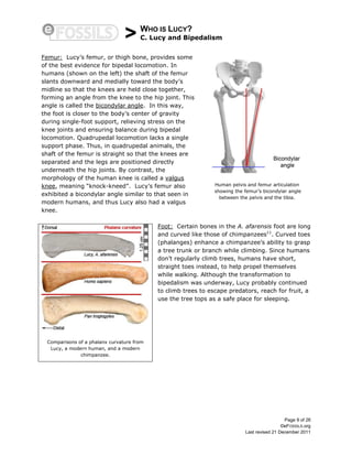 > WHO IS LUCY?
C. Lucy and Bipedalism
Page 9 of 26
©eFOSSILS.org
Last revised 21 December 2011
Femur: Lucy’s femur, or thigh bone, provides some
of the best evidence for bipedal locomotion. In
humans (shown on the left) the shaft of the femur
slants downward and medially toward the body’s
midline so that the knees are held close together,
forming an angle from the knee to the hip joint. This
angle is called the bicondylar angle. In this way,
the foot is closer to the body’s center of gravity
during single-foot support, relieving stress on the
knee joints and ensuring balance during bipedal
locomotion. Quadrupedal locomotion lacks a single
support phase. Thus, in quadrupedal animals, the
shaft of the femur is straight so that the knees are
separated and the legs are positioned directly
underneath the hip joints. By contrast, the
morphology of the human knee is called a valgus
knee, meaning “knock-kneed”. Lucy’s femur also
exhibited a bicondylar angle similar to that seen in
modern humans, and thus Lucy also had a valgus
knee.
Foot: Certain bones in the A. afarensis foot are long
and curved like those of chimpanzees11
. Curved toes
(phalanges) enhance a chimpanzee’s ability to grasp
a tree trunk or branch while climbing. Since humans
don’t regularly climb trees, humans have short,
straight toes instead, to help propel themselves
while walking. Although the transformation to
bipedalism was underway, Lucy probably continued
to climb trees to escape predators, reach for fruit, a
use the tree tops as a safe place for sleeping.
Human pelvis and femur articulation
showing the femur’s bicondylar angle
between the pelvis and the tibia.
Comparisons of a phalanx curvature from
Lucy, a modern human, and a modern
chimpanzee.
 