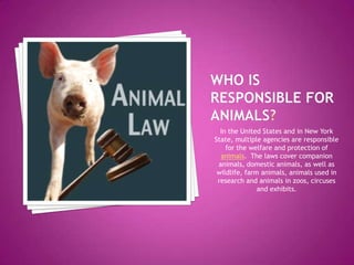 Who is responsible for animals? In the United States and in New York State, multiple agencies are responsible for the welfare and protection of animals.  The laws cover companion animals, domestic animals, as well as wildlife, farm animals, animals used in research and animals in zoos, circuses and exhibits. 