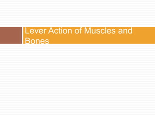 Lever Action of Muscles and Bones 